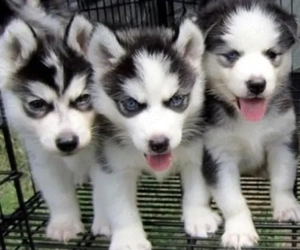 Excellent Siberian Husky Mit Blaue Augen 