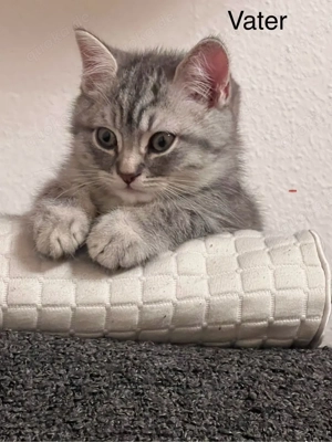 Liebevolles Zuhause für meinen British Shorthair Kater gesucht
