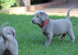 Premium Silber Labrador Welpen mit Papieren 