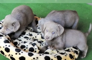 Silber Labrador Welpen 