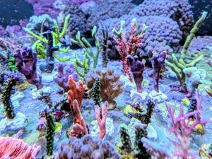 Ableger Korallen SPS LPS Meerwasser