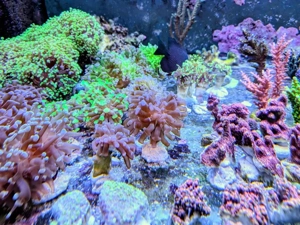 Ableger Euphylia LPS Meerwasser Bild 2