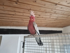 Zuchtpaar Rosa Kakadue Handzahm