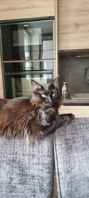 Main coon deckkater mit Erfahrung 