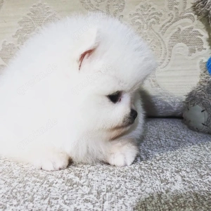 Diese kleinen Pomeranian-Welpen sind mehr als nur Hunde   sie sind Familienmitglieder