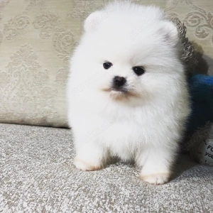 Wunderschöne Pomeranian-Welpen   12 Wochen alt