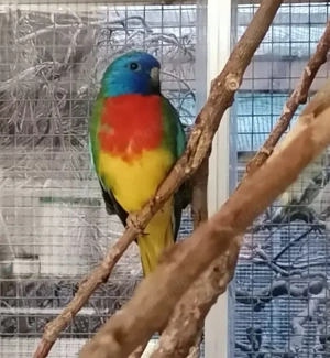 Glanzsittiche wildfarbig 