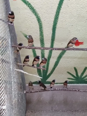 Braunbrustschilffinken  Bild 2