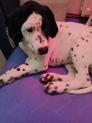 Dalmatiner-Labrador-Retriever Mix