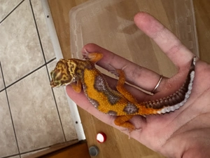 Zwei wunderschöne Leopardgecko Weibchen 