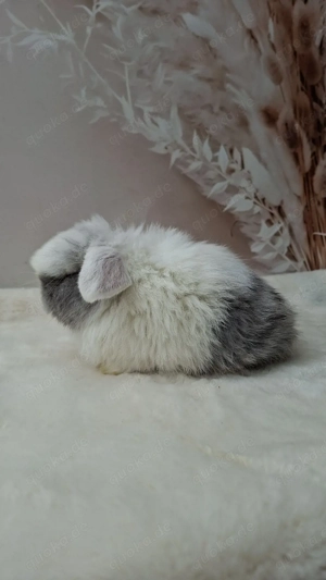 Zwergwidder, Minilop, Rammler,  Blau Siam Rhön 