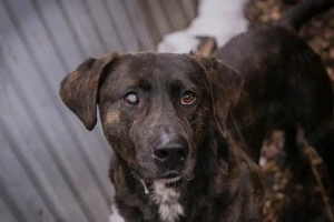 *MERLIN* - Der Rüde ist lieb und freundlich, , sauber, sozial zu allen und lernbereit