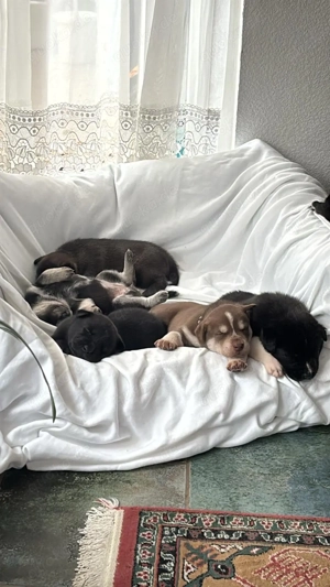 Hundewelpen sucht ein Zuhause