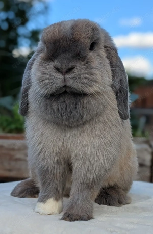 Minilop, Häsin, 3 Jahre, Zuhause gesucht