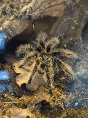 1.0 Tliltocatl albopilosus Nicaragua Kraushaarvogelspinne 