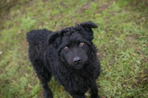 *NOX* - Der Junghund ist fröhlich, neugierig, verspielt, lernbereit, und er liebt die Menschennähe