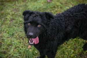 *NOX* - Der Junghund ist fröhlich, neugierig, verspielt, lernbereit, und er liebt die Menschennähe