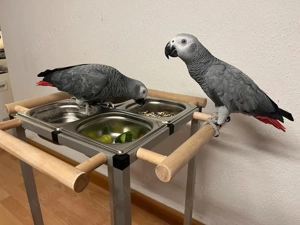 Kongo-Graupapageienbabys