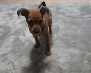  Kleiner Welpe wartet auf seine neue Familie