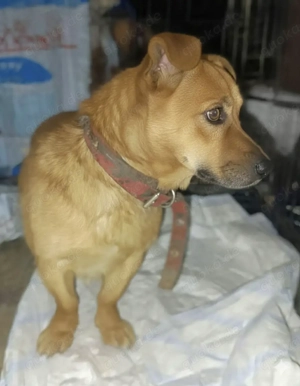 Pufu braucht wieder ein richtiges Zuhause Bild 2