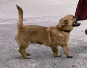 Pufu braucht wieder ein richtiges Zuhause Bild 4