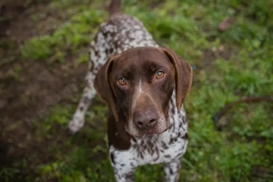 *VASKO* Ich bin freundlich, aktiv, sozial, liebe die Menschennähe und brauche Beschäftigung