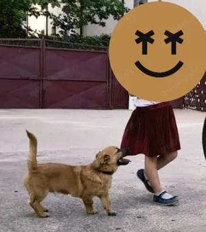 Pufu braucht wieder ein richtiges Zuhause Bild 3