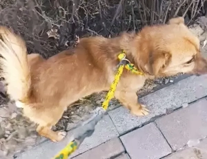 Pufu braucht wieder ein richtiges Zuhause Bild 5