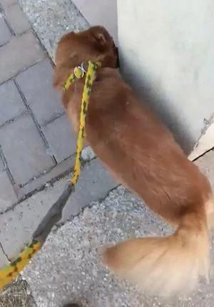 Pufu braucht wieder ein richtiges Zuhause Bild 6