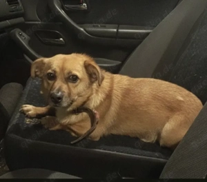 Pufu braucht wieder ein richtiges Zuhause