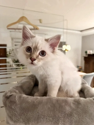 Heilige Birma, Kater