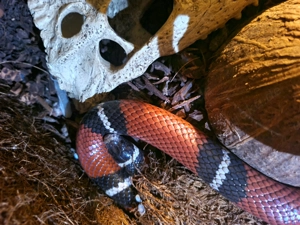 Rote Königsnatter (ca. 5 Jahre) inkl. großem Terrarium & Zubehör