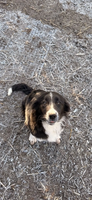 Australian Sheperd 5 Monate