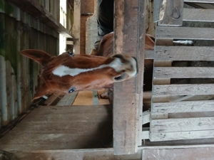 11 jähriger Araberwallach