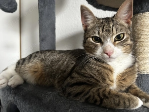 Europäisch Kurzhaar Kater Yuki