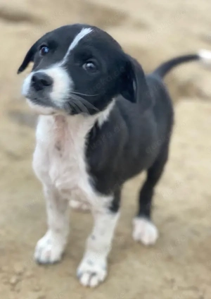 Drakon, geb. ca. 10 2025, lebt auf einer privaten Pflegestelle in 60385 Frankfurt am Main