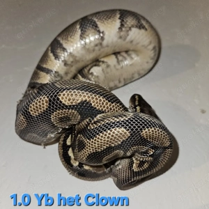 1.1 YB oder Gravel het Clown Königspython
