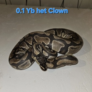 Bestandsauflösung Königspython