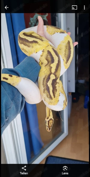 0.1 Fire Orange Dream Pied - Königspython