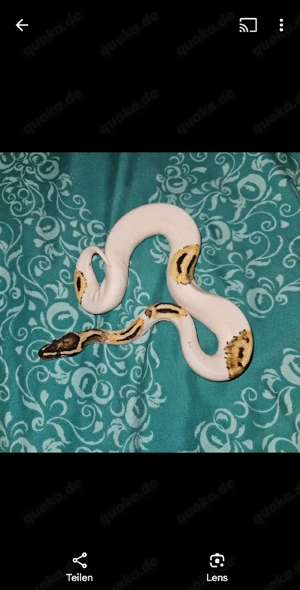2.0 Fire Orange Dream Pied poss Leopard Königspython