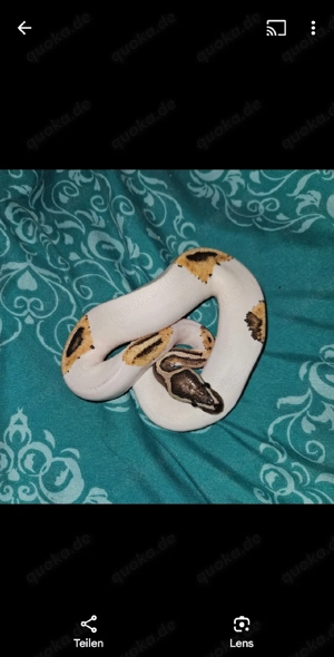 2.0 Fire Orange Dream Pied poss Leopard Königspython