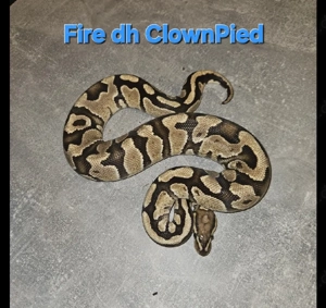 1.0 Fire Dh Clown Pied Königspython