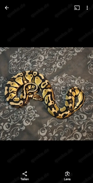 1.0 Pastel poss Copper het Clown Königspython
