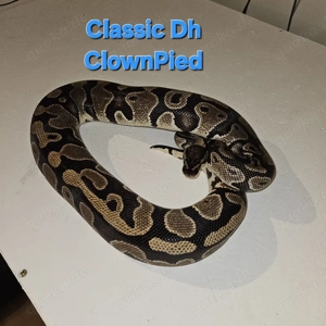 0.1 Classic dh ClownPied Königspython