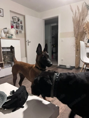 Belgischer Schäferhund 6 Monate abzugeben 