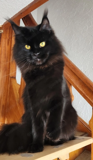 =^..^=Tolles junges Maine Coon Mädchen BLACK mit Stammbaum aus seriöser Zucht =^..^=