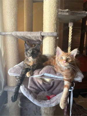    Verschmuste Maine Coon Kitten   