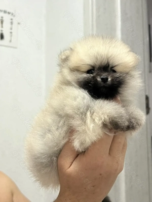Pomeranian junge