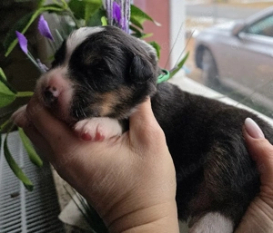 Australian Shepherd Welpen