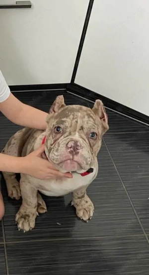 American Bully Pocket  zu verkaufen